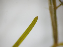 Potamogeton foliosus