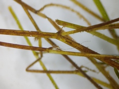 Potamogeton foliosus