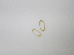 Potamogeton foliosus