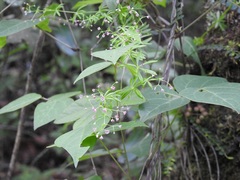 Galium mexicanum mexicanum