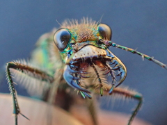 Cicindela tranquebarica vibex