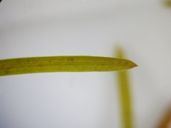 Potamogeton foliosus