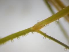 Potamogeton foliosus