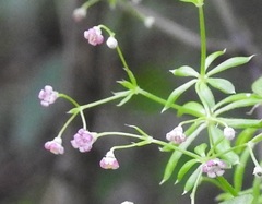 Galium mexicanum mexicanum
