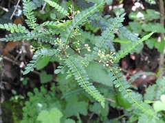 Zanthoxylum foliolosum