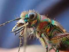 Cicindela tranquebarica vibex