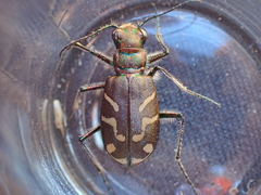 Cicindela tranquebarica vibex
