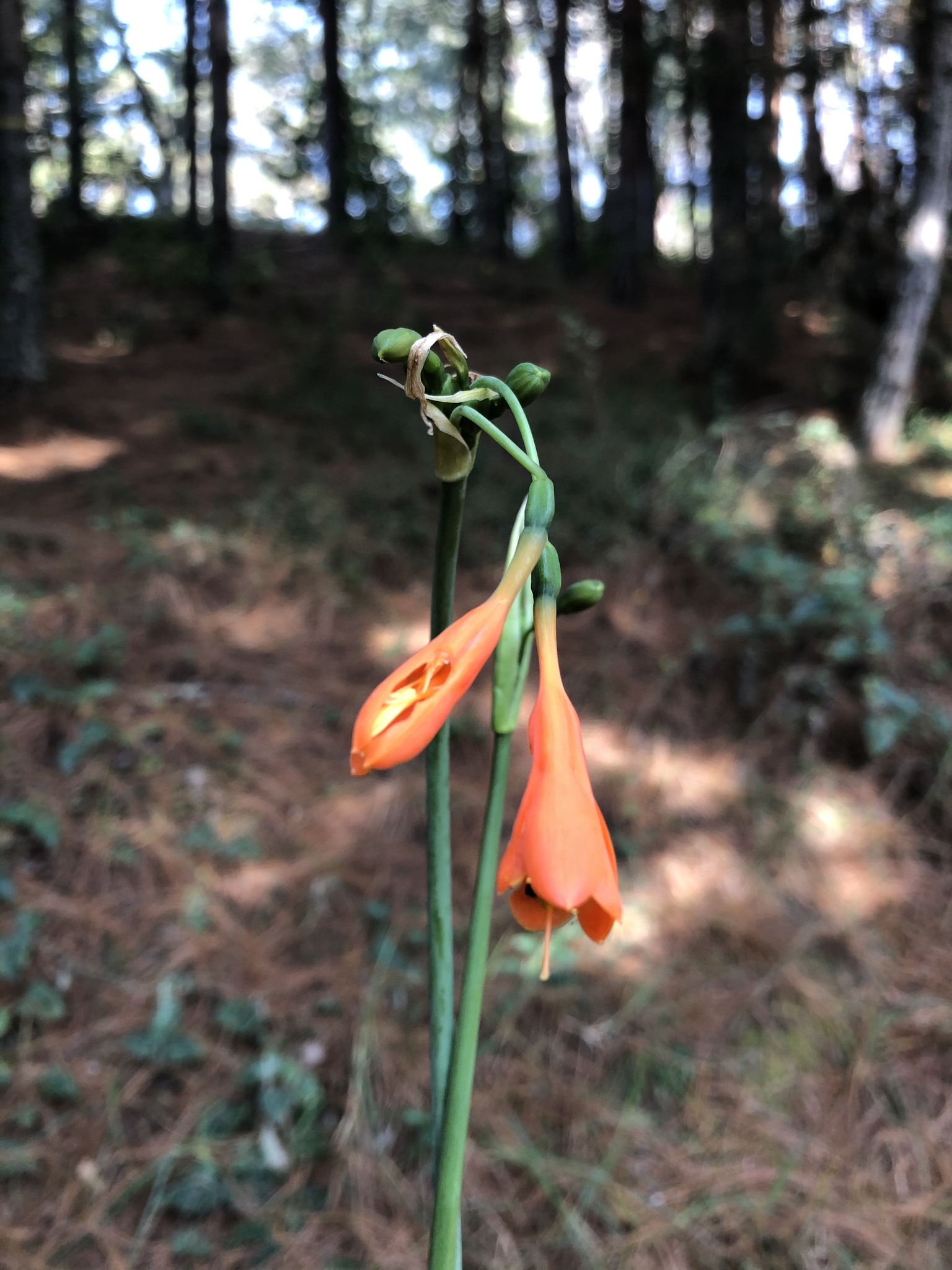 Amaryllidaceae image