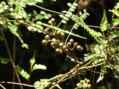 Zanthoxylum foliolosum