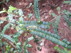 Zanthoxylum foliolosum