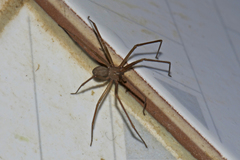 Loxosceles rufescens
