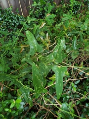 Smilax bona-nox image