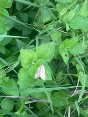 Galgula