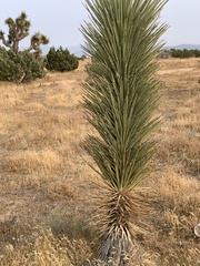 Yucca brevifolia