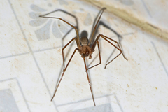 Loxosceles rufescens