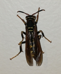 Polistes weyrauchorum
