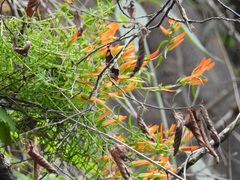 Castilleja integrifolia