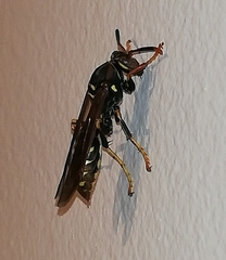 Polistes weyrauchorum