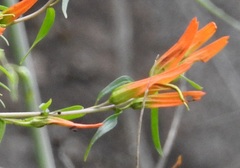 Castilleja integrifolia