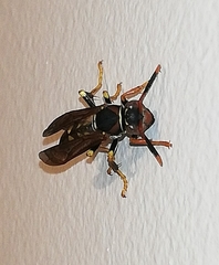 Polistes weyrauchorum