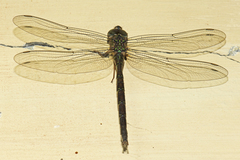 Gynacantha subinterrupta