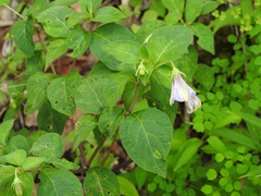 Lycianthes ciliolata