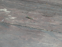 Emoia caeruleocauda