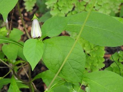 Lycianthes ciliolata