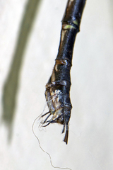 Gynacantha subinterrupta