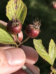 Crataegus punctata