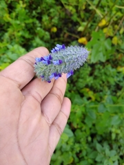 Salvia stachyoides