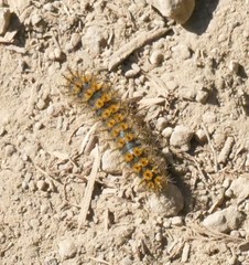 Hemileuca eglanterina