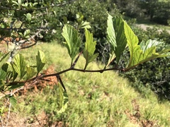 Crataegus punctata