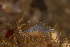 Apata pricei