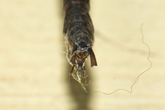 Gynacantha subinterrupta