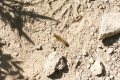 Hemileuca eglanterina