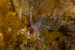 Apata pricei