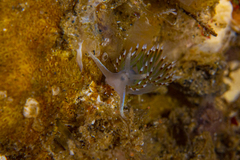 Apata pricei