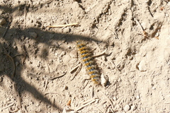 Hemileuca eglanterina