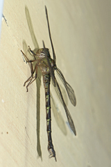 Gynacantha subinterrupta