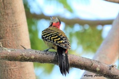 Melanerpes striatus