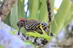 Melanerpes striatus