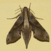 Common Rippled Hawkmoth - Photo (c) Vijay Anand Ismavel, some rights reserved (CC BY-NC-SA)