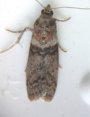 Sciota subfuscella