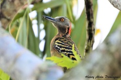 Melanerpes striatus