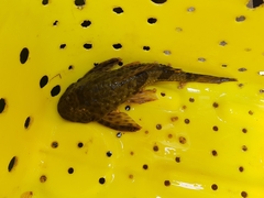 Hypostomus annectens