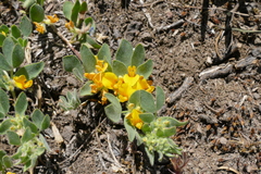 Acmispon decumbens