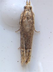 Eucosma ochrocephala