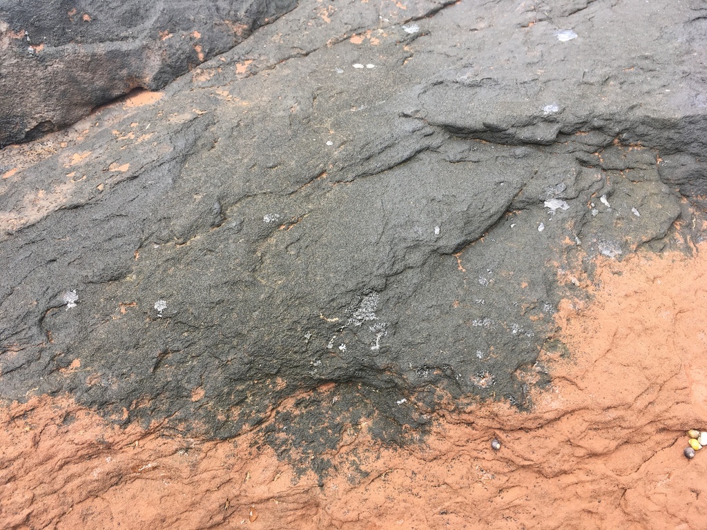 Calothrix scopulorum