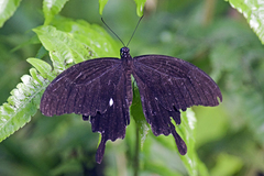 Papilio nephelus